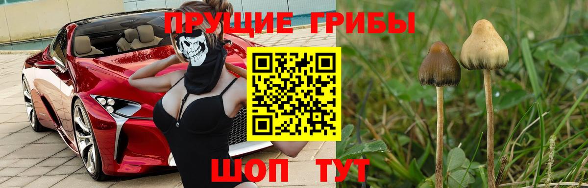 Псилоцибиновые грибы прущие грибы  Галлюциногенные грибы прущие грибы  Бердск  цена наркотик  Вход с VPN 